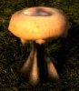 AlienPlantMushroom1.jpg