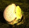 BulbShroom.jpg