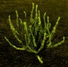 Hydrilla2.jpg