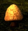 MushroomBellBrown01.jpg