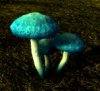 MushroomTallBlue02.jpg