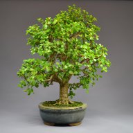 Bonsai