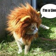 A wild Tiny Lion appears!