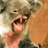 Drop Bear